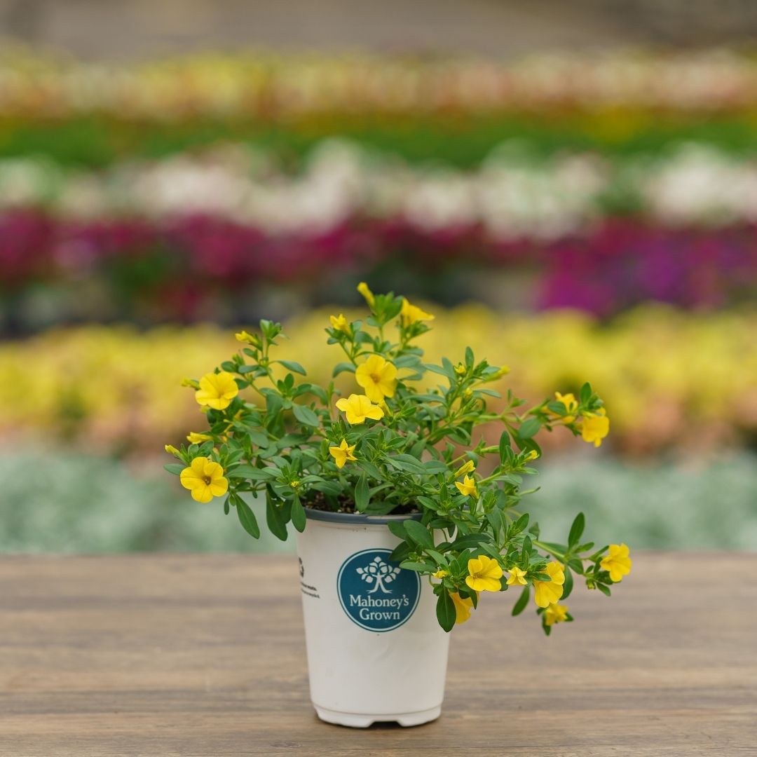 Calibrachoa – Cabaret Deep Yellow – 4.5″ Pot